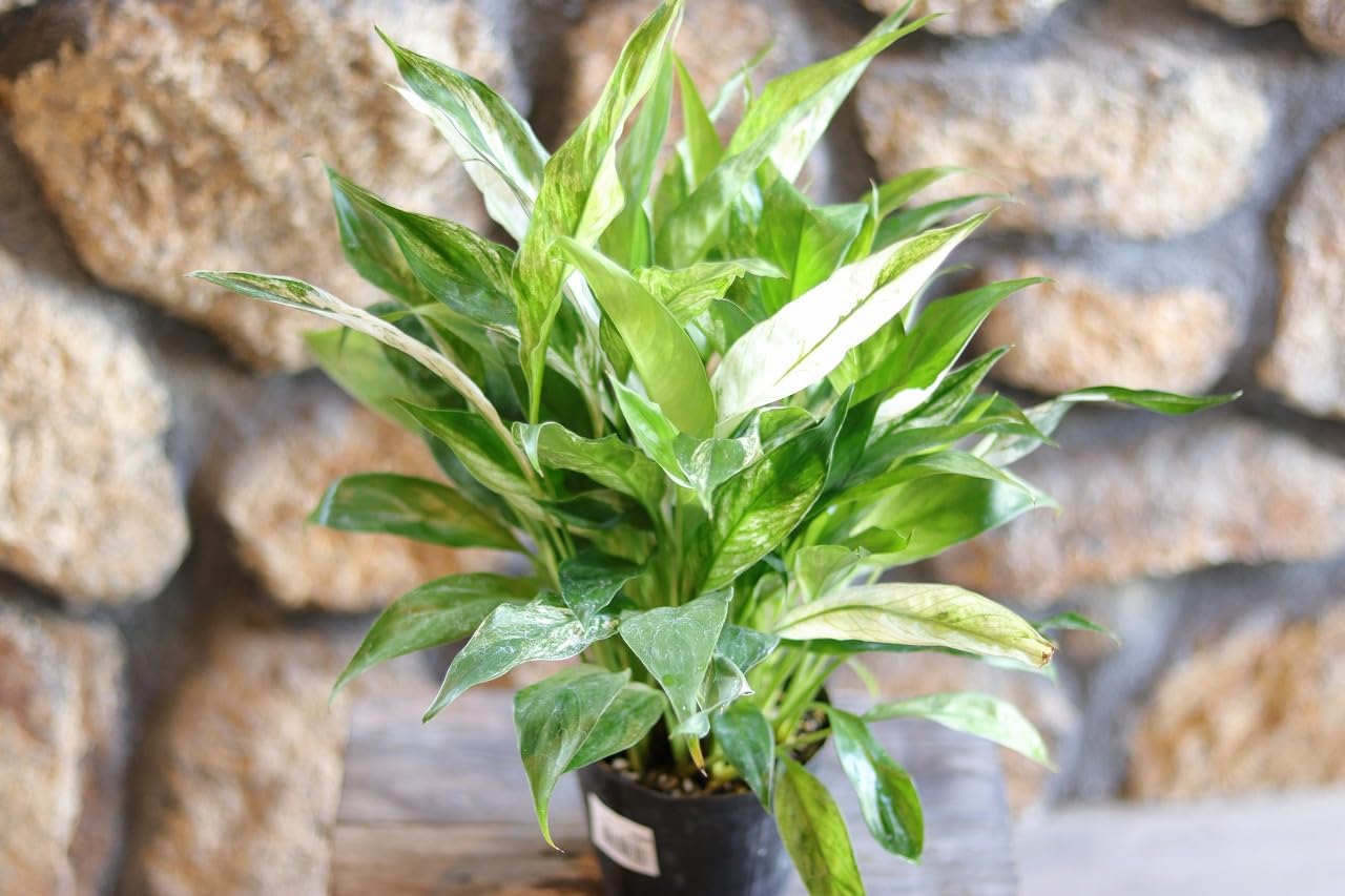 Amazon.co.jp: 斑入り スパティフィラム バリエガータ 3〜3.5号ポット